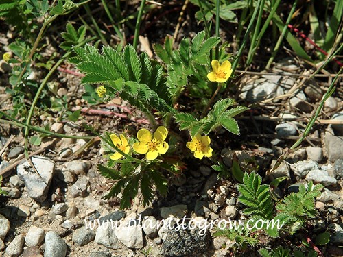 Silverweed (Argentina anserina)
Growing in some rocky sand.